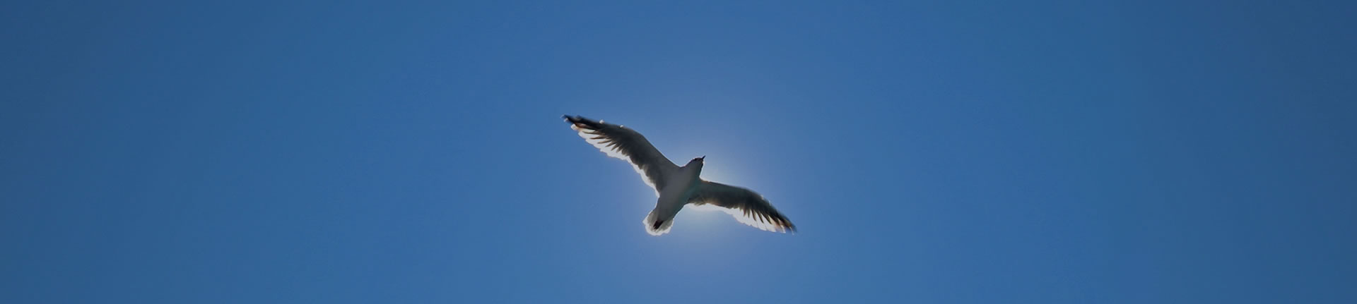 A seagull flying in a cloudless blue sky.